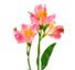 ALSTROEMERIA