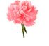 CARNATION