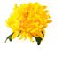 CHRYSANTHEMUM