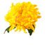 CHRYSANTHEMUM