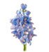 DELPHINIUM (LARKSPUR)