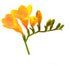 FREESIA